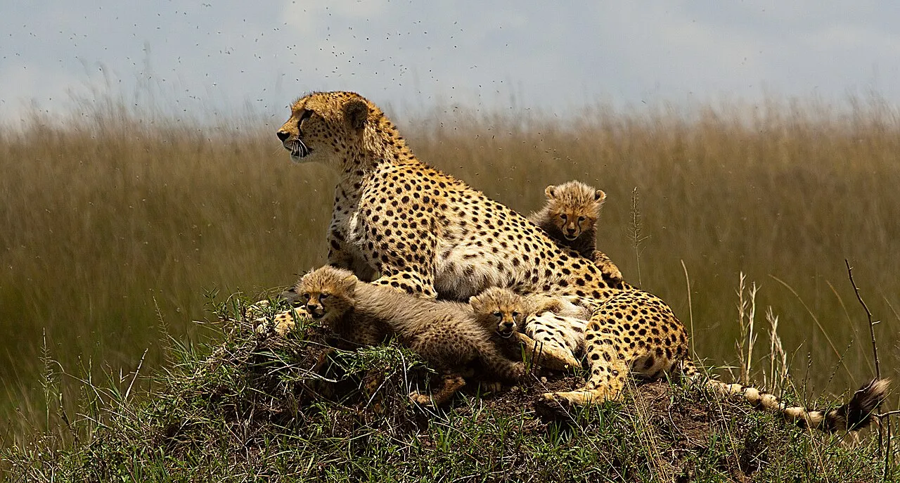 Cheetah in Kenya are some of the animals that make kenya worth visiting