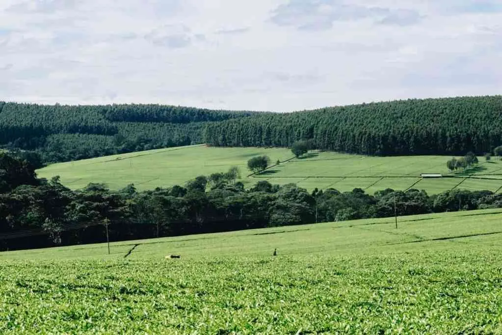 Tea Plantation in Kericho Kenya.