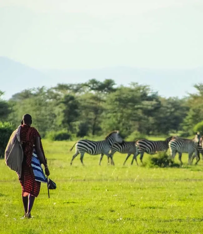 Masai in the Serengeti with zebras in the background