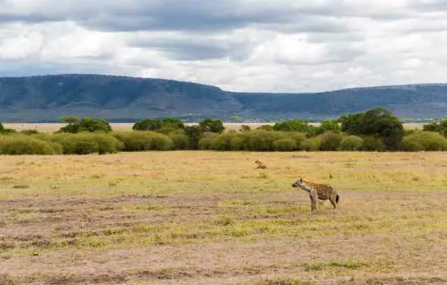Clan of spotted hyenas in the Masai Mara savannah, Africa