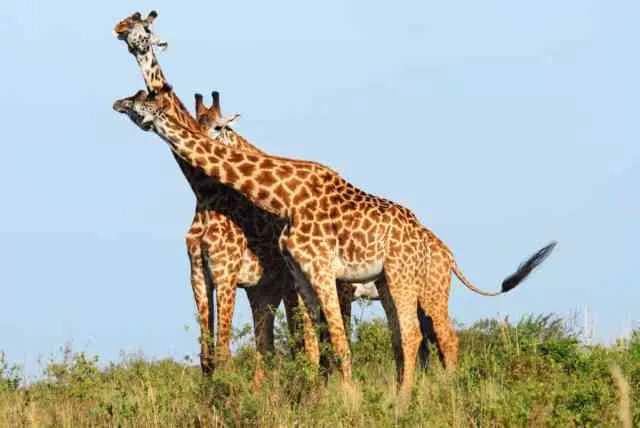 Giraffes in the Masai Mara National Reserve, Kenya
