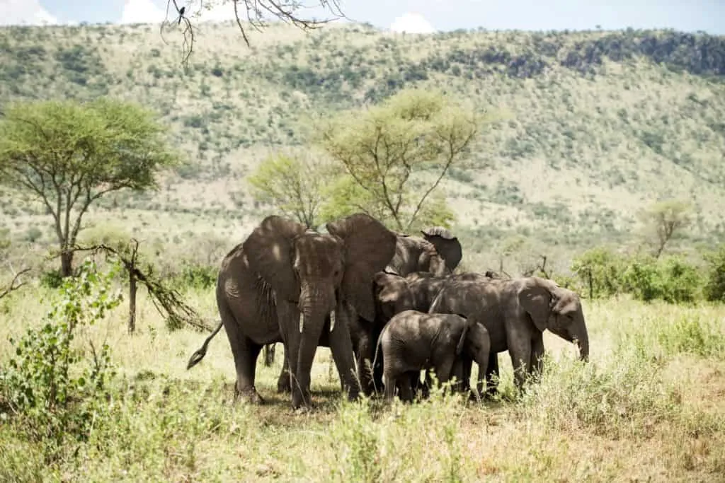 Herd of elephants on the Serengeti plains, Tanzania — one of the Big Five animals