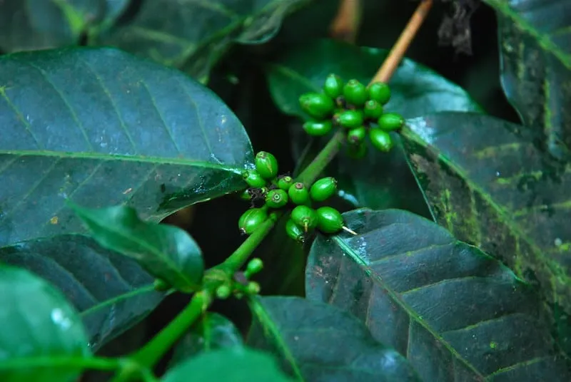 Premium Kenyan coffee — some of the world's finest coffee is grown in Kenya's central highlands