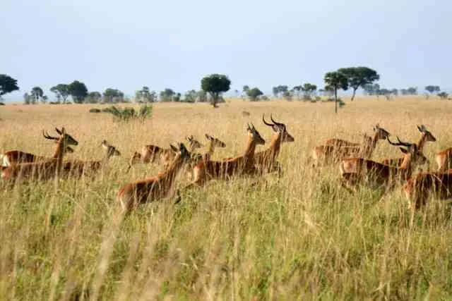 Impala antelope at a safari reserve in East Africa — abundant in Masai Mara