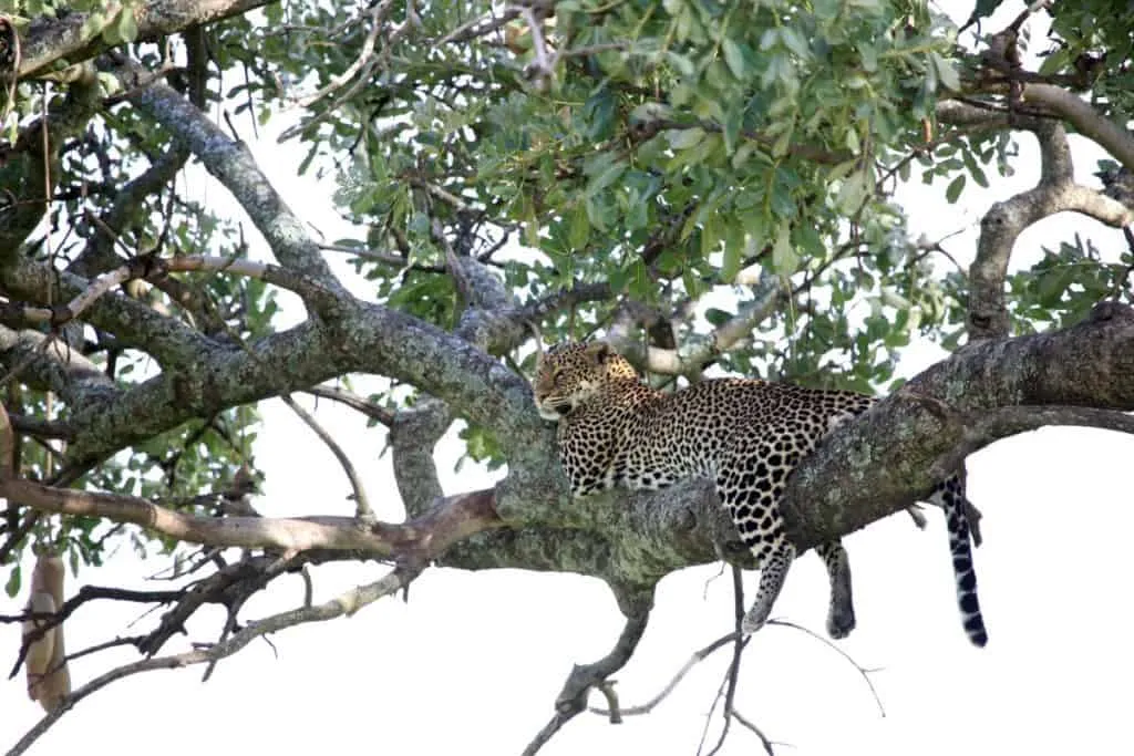Leopard resting in a tree in Kenya — look in woodland vegetation to find leopards on safari
