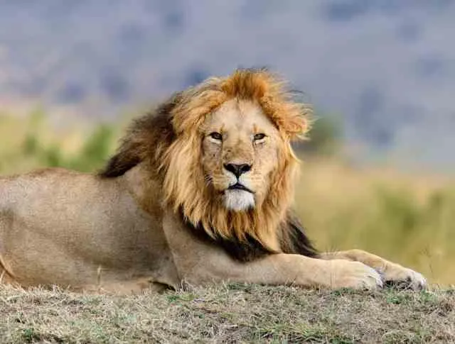 Close-up of a lion in Masai Mara National Reserve, Kenya