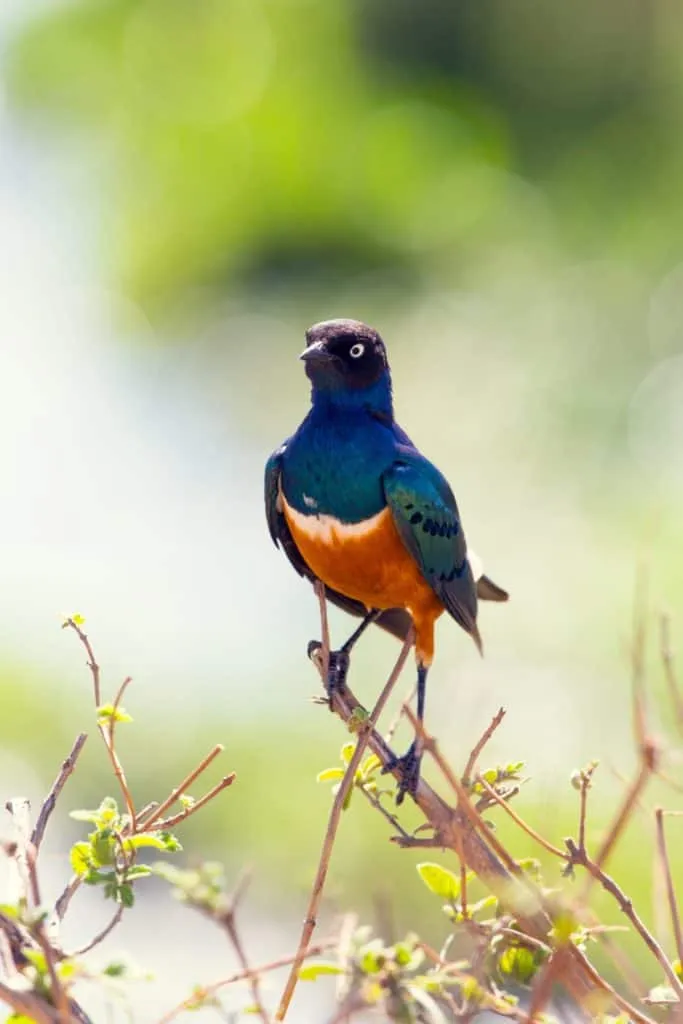 Colourful superb starling bird photographed in the Ngorongoro Crater, Tanzania