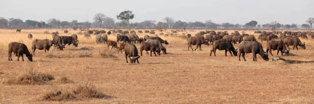 Group of wild African buffaloes grazing on the Masai Mara savannah
