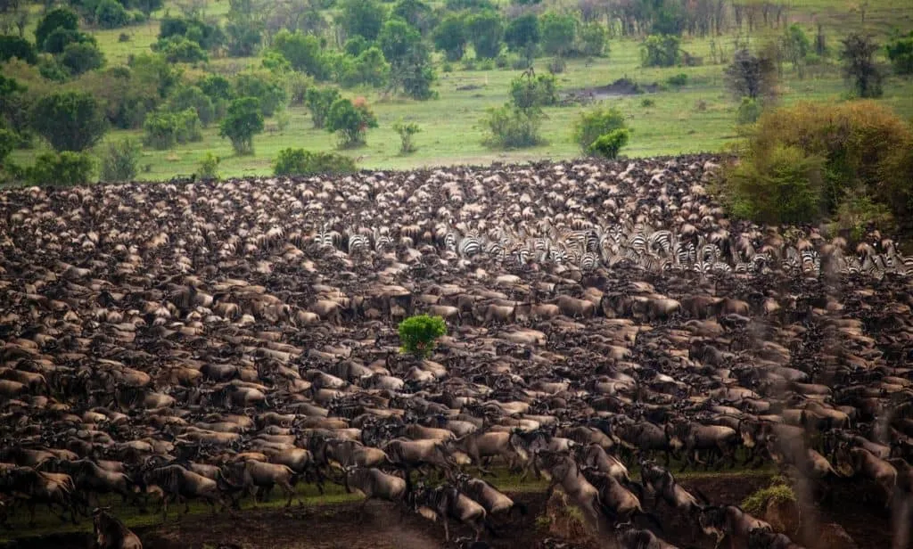 Wildebeest migration herd crossing the Serengeti National Park during calving season