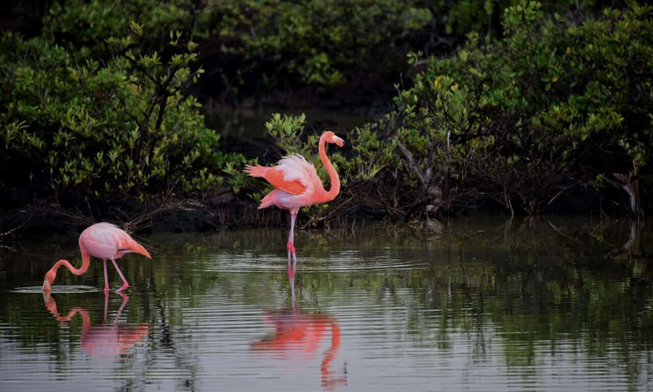 Is Lake Nakuru Worth Visiting? NO & Here's Why Is Lake Nakuru Worth Visiting? NO & Here's Why