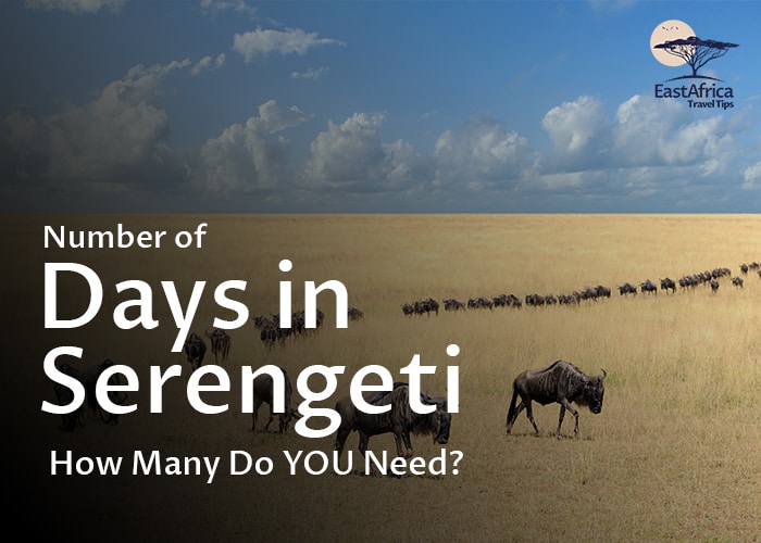 How Many Days do You Need in Serengeti?