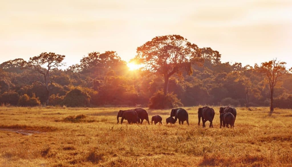 Elephants photographed during the golden hour